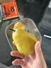 京地达甘肃香蕉梨 太婆梨放软吃 净重4.5斤单果180g+ 源头直发包邮 实拍图