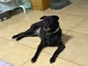 福来恩（FRONTLINE）狗进口驱虫内外同驱套装去蜱蚤大犬 滴剂1支装+犬心保L体验装 实拍图