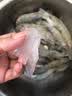 北海湾 虾 青岛海鲜大虾国产鲜活冷冻基围虾虾类水产生鲜白虾青虾海对虾 单冻大虾 3斤(净重)  16-18cm【单只冻 特大虾】 实拍图