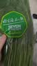 【24小时菜】茴香300g 实拍图