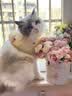 佩玛思特PetMaster深海鱼系列猫粮成猫去毛球猫粮2kg 实拍图