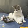 澳龙处方粮全价猫粮试吃组合猫泌尿猫肾脏猫肠胃猫减肥猫易消猫肾脏 【猫咪泌尿问题】 50g*5袋 实拍图