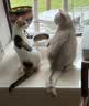 伟嘉猫粮成猫全价猫粮亮毛蓝猫均衡营养10kg海洋鱼夹心粮【原料透明】 实拍图