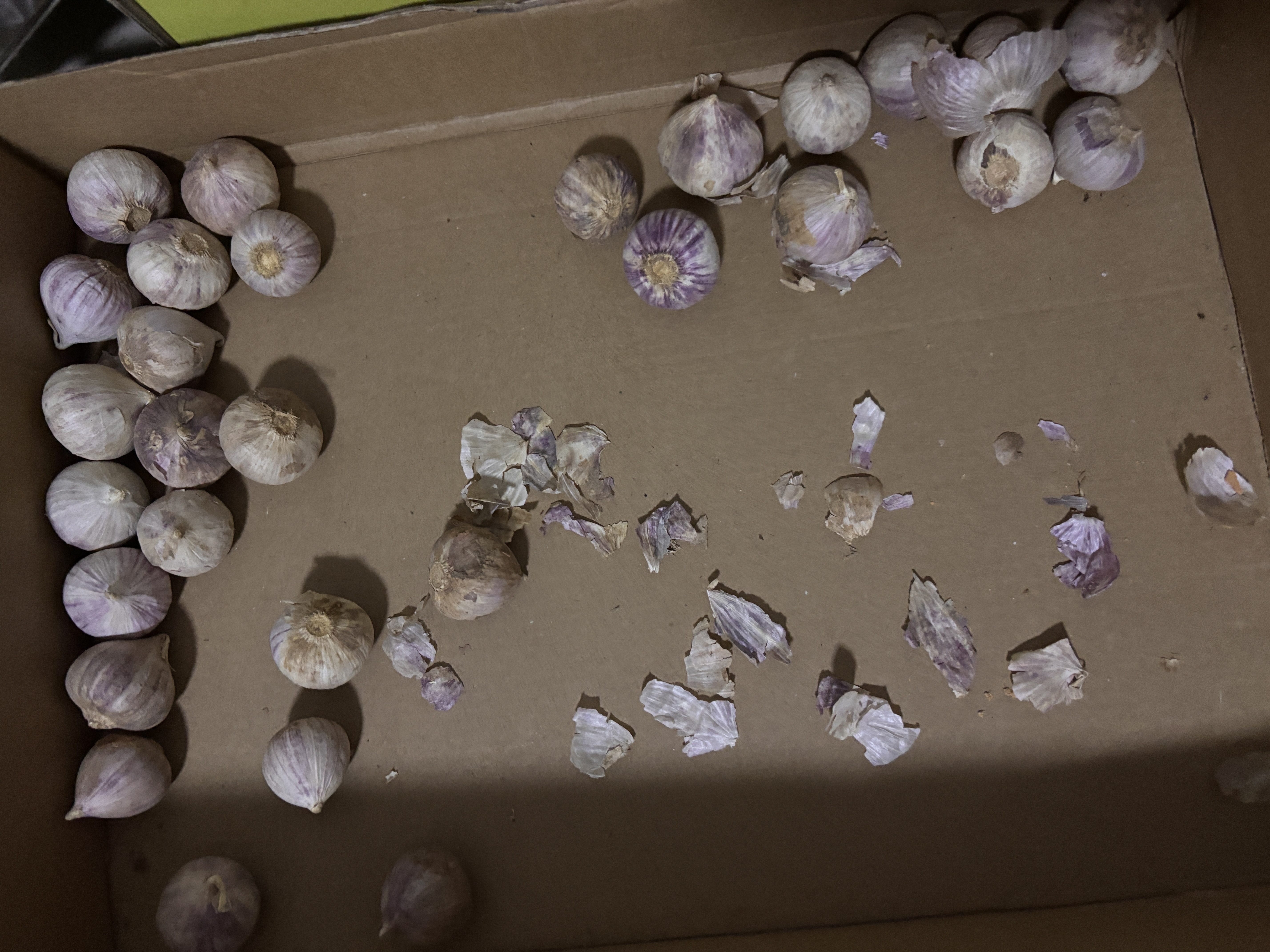 京鲜生云南当季新鲜独头蒜净重3斤单果2.5cm+蒜香浓郁新鲜蔬菜源头直发 实拍图