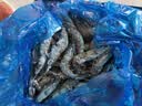 Member's Mark 泰国进口 生冷冻黑虎虾 2kg (约31-40只/每千克) 2kg(净重) 实拍图
