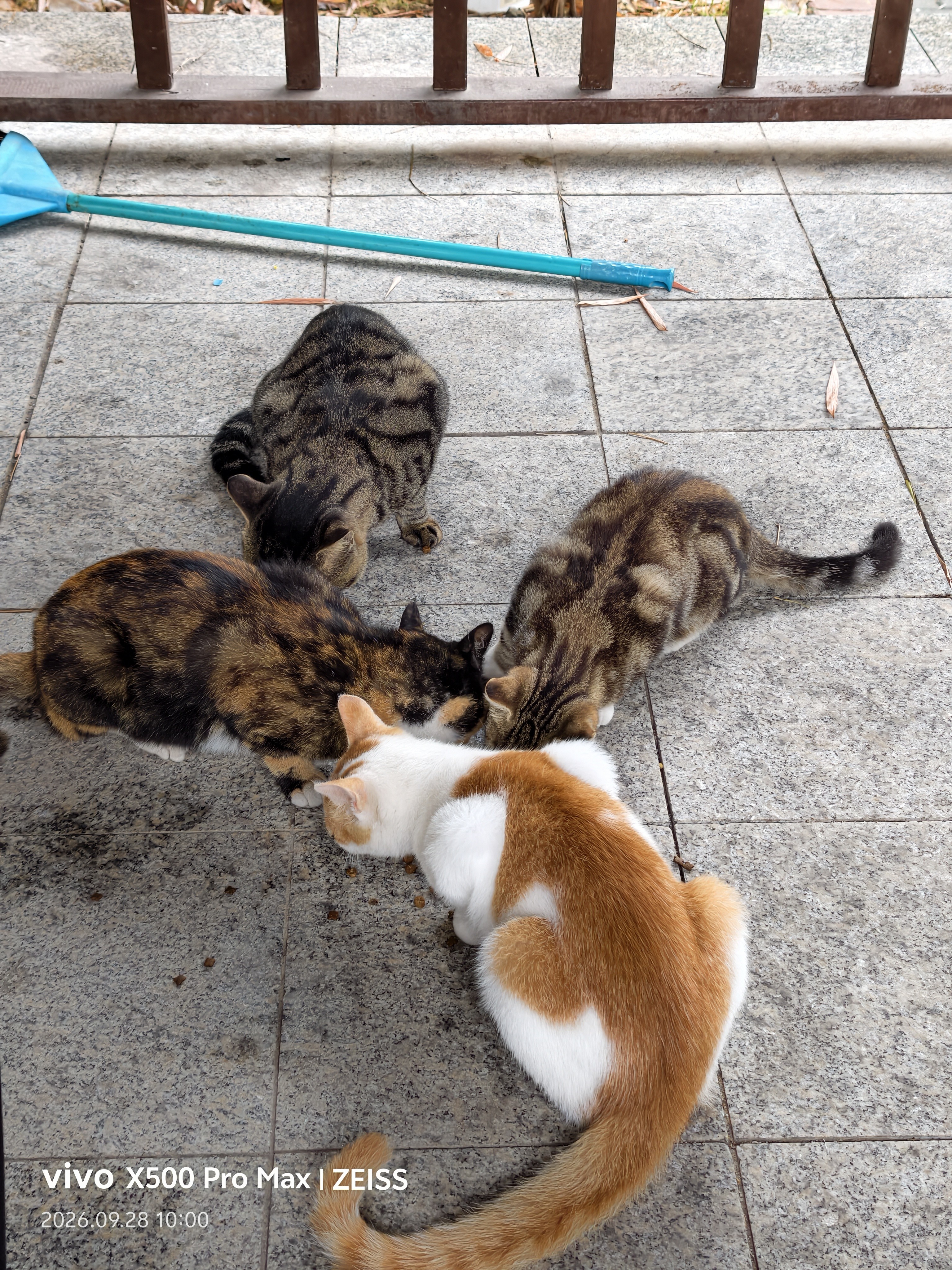 麦富迪猫粮 barf霸弗天然猫粮冻干生骨肉高蛋白成猫粮养胃增肌牛肉5.4kg 实拍图