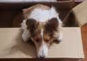 麦德氏IN羊乳钙片约150片 宠物狗狗钙片幼犬成犬大型犬泰迪金毛健骨补钙 实拍图