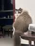 pidan猫砂 豆腐猫砂2.4kg*6包强力吸臭纯猫砂 可冲厕所非膨润土砂 实拍图
