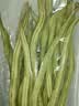 无筋豆约300g(豆王) 实拍图
