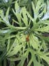 疯狂水草二氧化碳片鱼缸专用水草造景用品二氧化碳发生器CO2缓释泡腾100颗 实拍图