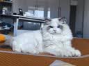 皇家猫粮 幼猫猫粮 幼猫奶糕 K36 通用粮 4-12月 4.5KG 实拍图