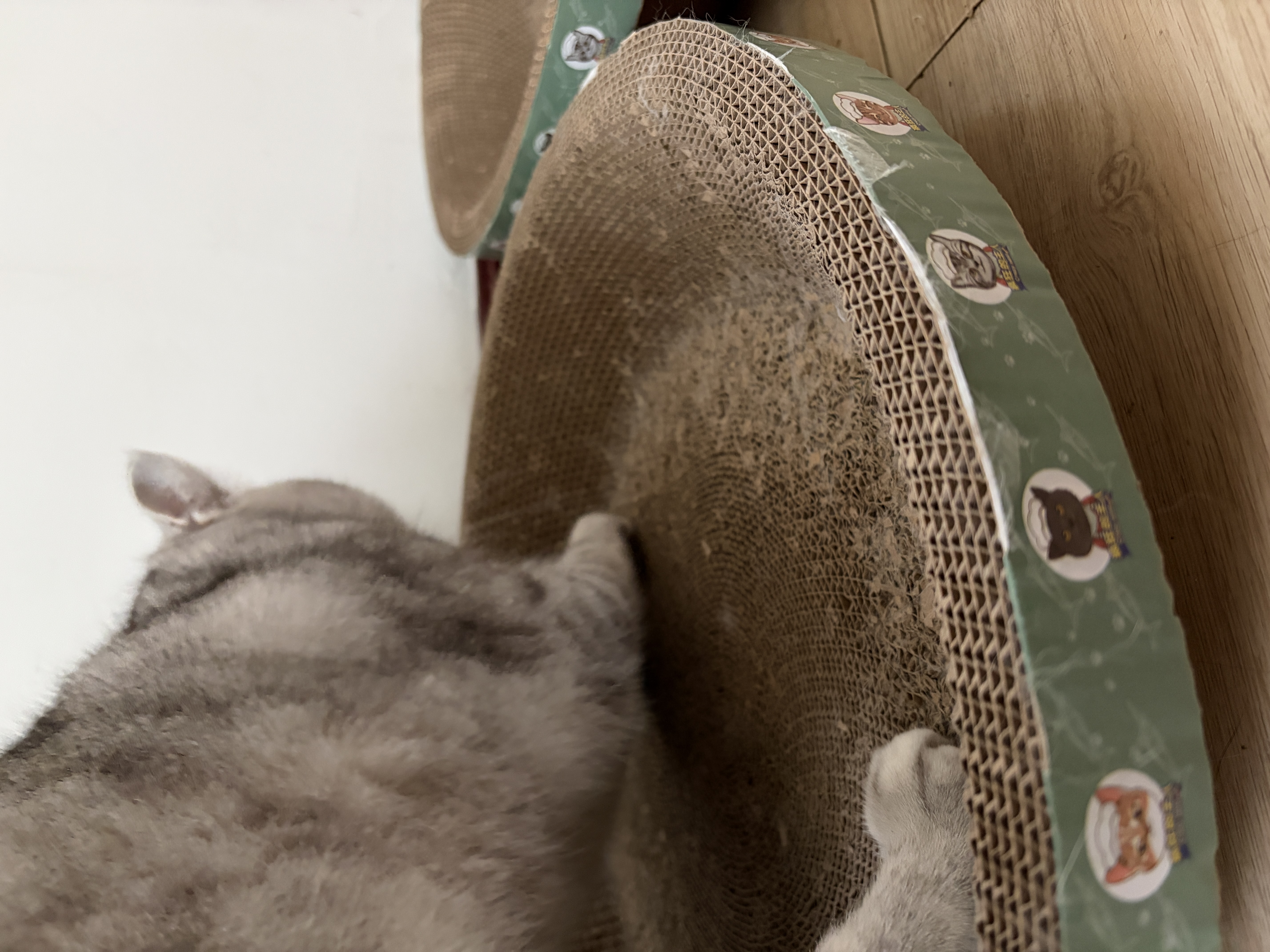 疯狂的主人 猫抓板窝超大号猫玩具猫爪板猫抓盆不掉屑猫窝碗形圆形瓦楞纸 实拍图