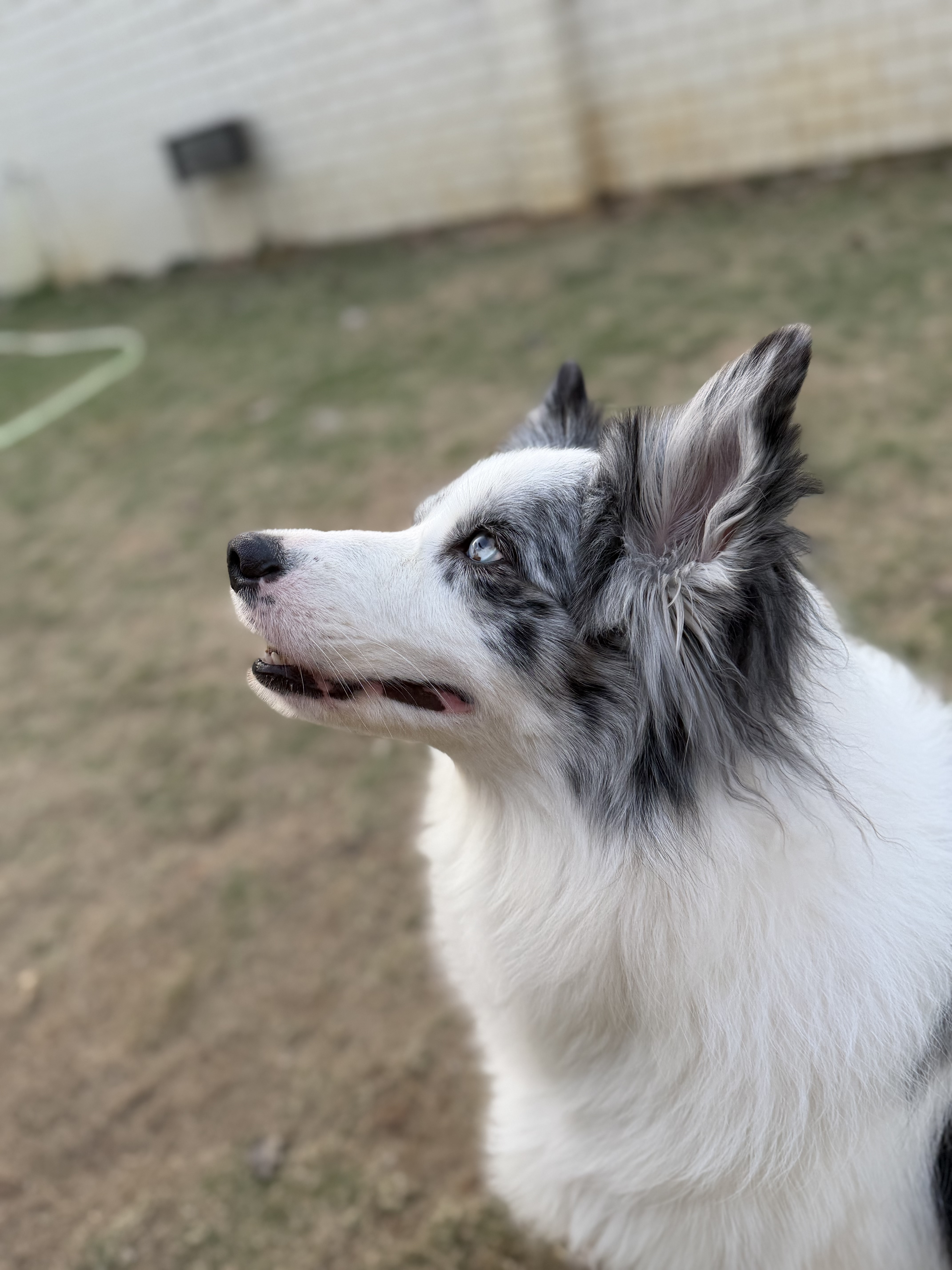 多美洁美国进口宠物犬洁齿水1000ml 宠物狗狗洁牙漱口水洁齿水无需牙刷 实拍图