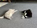 皇家猫粮 英短成猫粮 BS34 通用粮 12月以上 10KG 实拍图