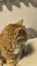 伟嘉成猫猫粮 夹心粮10kg牛肉味全价猫粮 实拍图