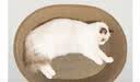 疯狂的主人猫抓板窝碗形超大号猫抓盆不掉屑猫窝宠物猫玩具瓦楞纸猫爪板 实拍图