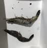 禧美海产鲜冻黑虎虾净重2斤装 规格40-50只/kg 单冻大虾 烧烤 礼盒 实拍图