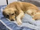 华元宠具（hoopet）狗窝保暖可拆洗中大型犬冬季狗床拉布拉多狗睡垫子宠物垫人类狗窝 实拍图