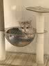 唐米吉吉加粗大型猫爬架猫窝猫树一体太空舱猫架子小户型不占地剑麻猫玩具 【146cm性价比款】破价冲量 实拍图