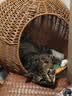 汪野君猫砂盆半封闭顶入猫厕防外溅幼猫成猫猫屎盆猫沙盆带猫砂铲大号 实拍图