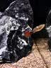 疯狂水草孔雀鱼活体水族宠物观赏鱼冷水耐活小型热带鱼淡水鱼苗 【3CM左右】精品孔雀鱼A 共8条 实拍图