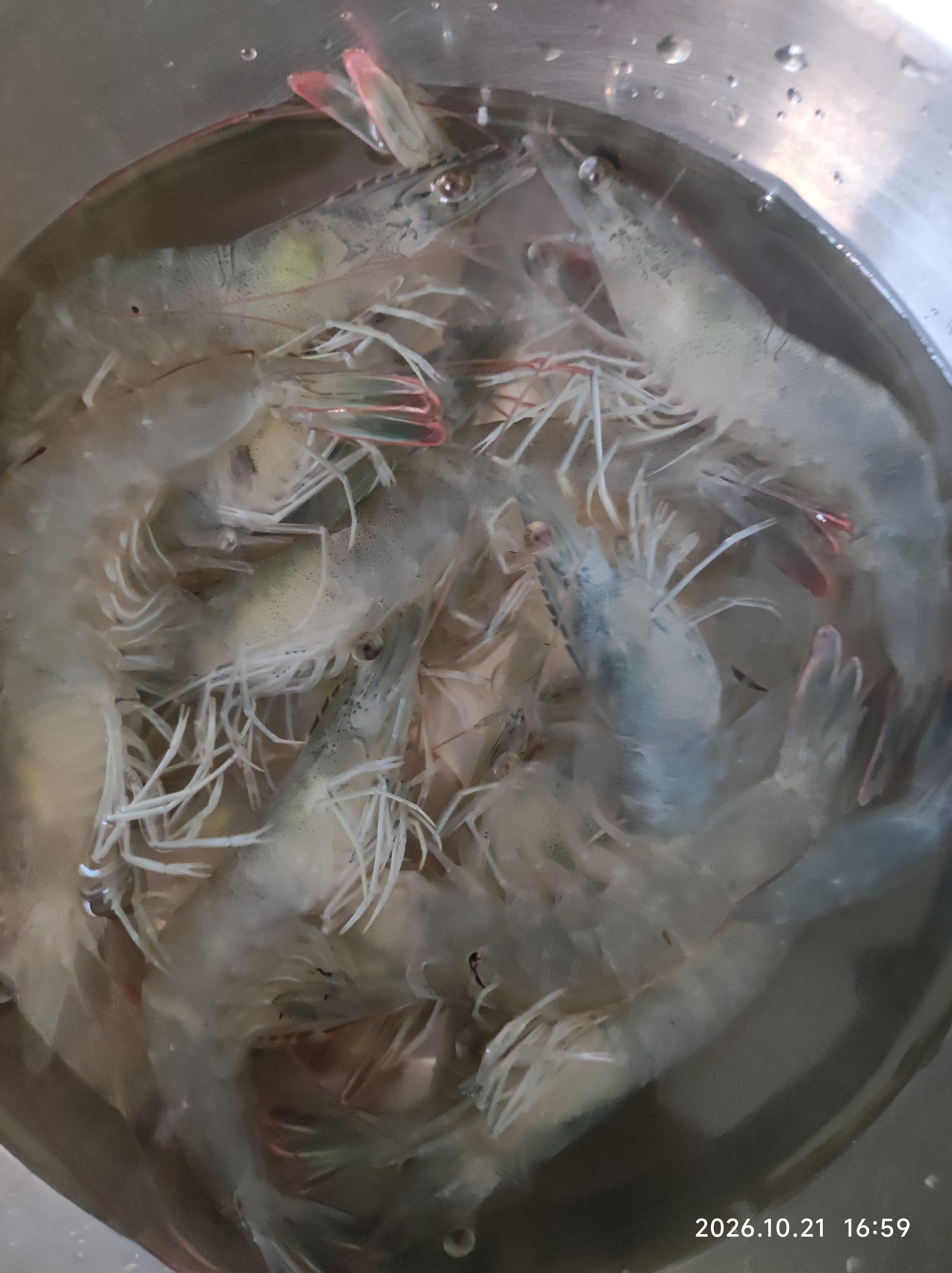 鲜活大海白虾300g（约12-18只） 实拍图
