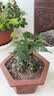 文竹盆栽绿植花卉盆景植物室内客厅水培文松云竹文竹大苗四季常青 小文竹【1颗】原盆原土球发货 高度15-25cm 实拍图