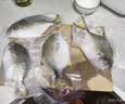 恒兴食品原条金鲳鱼净重2斤/4条装BAP认证海鲜送礼纯鱼肉聚餐送礼 实拍图