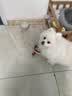 伯纳天纯狗粮经典 比熊小型成犬粮天然粮 经典系列宠物主粮博美1.5kg/3斤 实拍图