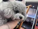 伯纳天纯中大型犬全价成年犬粮金毛宠物主粮羊肉蔓越莓15kg囤货装 实拍图