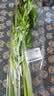 大芹菜约500g 实拍图