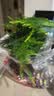 绿萝文竹九里香小叶赤楠禅意盆栽办公室桌面植物小盆景绿植花卉苗 文竹+舍得盆+方底托+青苔 实拍图