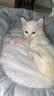 派乐特 猫窝狗窝保暖冬季秋天宠物猫咪毯垫子睡袋 灰色M+头枕 实拍图