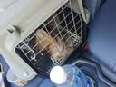 腆宠宠物航空箱小号 猫咪航空箱猫狗 猫包猫笼外出车载猫箱狗狗托运 实拍图