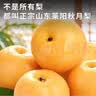 三萌果蔬山东秋月梨【闪送-多地隔日达】正宗冰糖脆甜水果中秋节礼盒送礼 5斤精美礼盒【甄选好果-送礼首选】净重4.5斤 实拍图