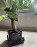 水培植物铁树小盆栽办公室内微景观桌面创意好养易活绿植花卉盆景 发财树盆栽 舍得盆加底托 高度15-25cm 实拍图