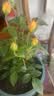 果汁阳台月季花苗四季开花卉盆栽绿植物室内花易活玫瑰带花苞庭院 果汁阳台【大花浓香，月月开分枝多】 【带花苞】【盆口径15cm】原盆冠25高35 实拍图