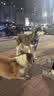 京东京造狗粮中大型犬成犬幼犬鲜肉全价狗粮10kg/20斤边牧金毛拉布拉多 实拍图