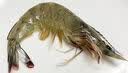 鲜活大海白虾300g（约12-18只） 实拍图