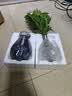 花行榜驱蚊竹柏水培驱蚊植物盆栽办公室桌面花卉水养办公室绿植源头直发 实拍图