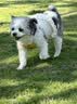皇家狗粮 成犬狗粮 犬粮 宠物小型犬 PR27 全价犬粮≥10月2KG 实拍图