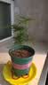 文竹盆栽绿植花卉盆景植物室内客厅水培文松云竹文竹大苗四季常青 小文竹【1颗】原盆原土球发货 高度15-25cm 实拍图