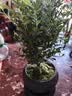 八芽 小叶赤楠盆景摆件室内绿植花卉盆栽老桩客厅办公室桌面好养植物 （【热销款】舍得紫砂盆赤楠+苔藓+底座） 实拍图