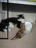 瑞梦迪【3合1除臭混合猫砂】奶香型低尘除臭豆腐膨润土混合猫砂 85%用户选择2mm除臭混合猫砂丨【2.5kg*5包】 实拍图