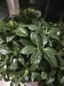 德沃多栀子花专用植物营养液500ml肥料绿植水培有机浓缩液体肥 实拍图