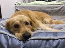 华元宠具（hoopet）狗窝保暖可拆洗中大型犬冬季狗床拉布拉多狗睡垫子宠物垫人类狗窝 实拍图