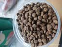 网易严选全价猫粮4.0成幼猫三文鱼亮毛养胃深海鱼虾1.8kg*4袋【宠物金选】 实拍图