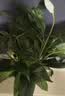 年宵花【热销款】白掌一帆风顺盆栽水培植物绿植过年装饰摆件年货 【店主推荐】特级白掌6-8株带花+早安盆+营养液 实拍图