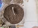 时令精品阳台蔬菜养花种植土通用型天然有机种菜绿植土营养土大包 30斤精选阳台种菜养花营养土 营养土 实拍图