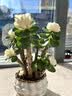 花翁室内客厅多肉绿植物花卉盆栽玉锦金钱木老桩（白莲花盆）源头直发 实拍图